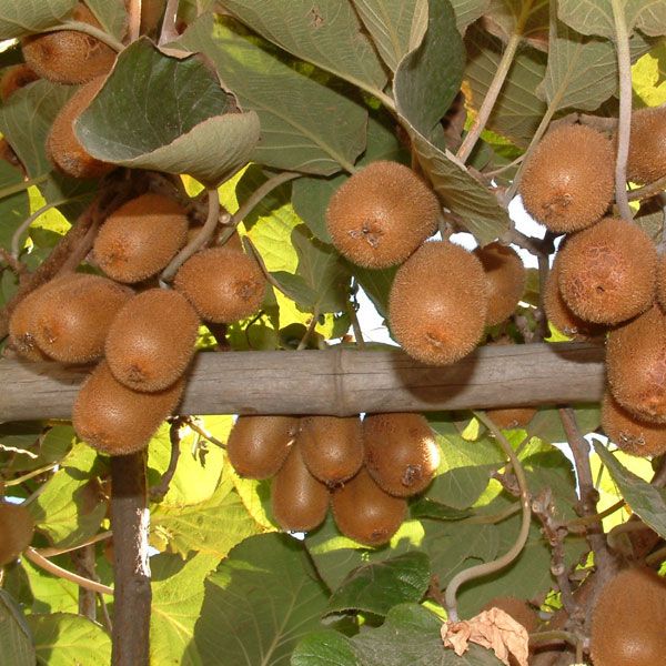 翠玉獼猴桃
