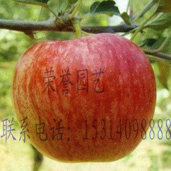 秦陽蘋果