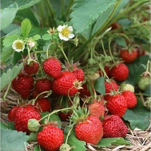 豐香草莓