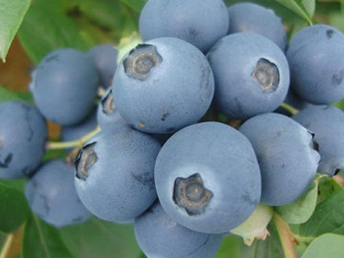 藍莓苗進行遮陰的好處有哪些