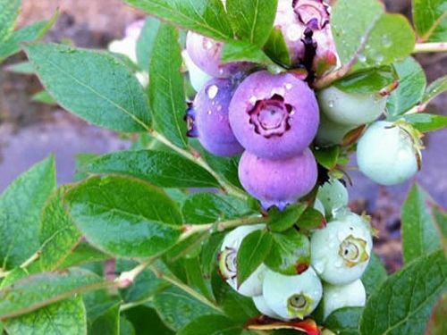 藍莓苗選購時的注意事項
