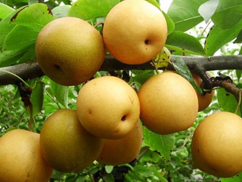 泰安開發區榮譽園藝場供應各種梨品種