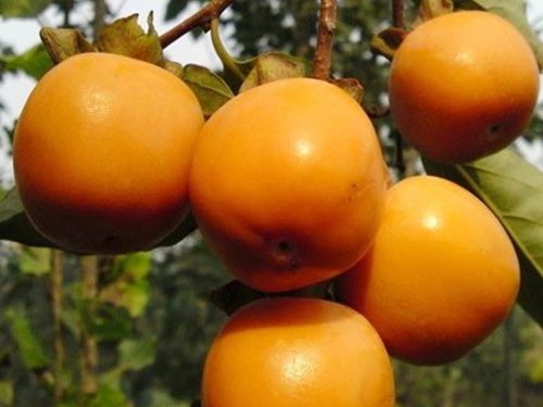 榮譽園藝場供應日本三個優良甜柿品種