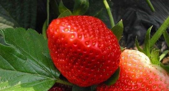 泰安開發區榮譽園藝場供應各種草莓苗